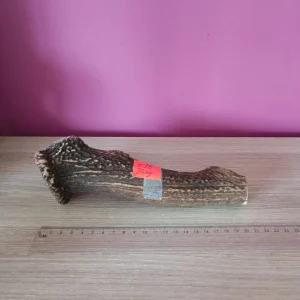 Hertengewei met kroon XL 320gr