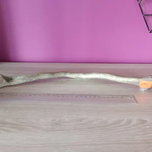 Damhert Hertengewei 35cm